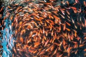 Sri Lanka: peces de spa tradicionales en el río Madu, Sri Lanka