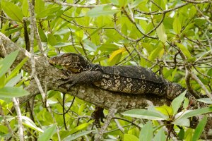Sri Lanka: varano acuático en un manglar del lago Madu Ganga