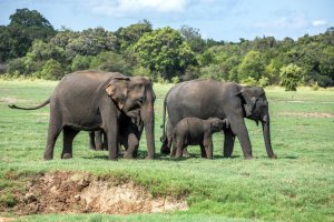Sri Lanka: elefanta y su cría en las praderas del Parque Nacional Minneriya