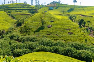 Sri Lanka: colinas cubiertas de plantaciones de té en Nuwara Eliya