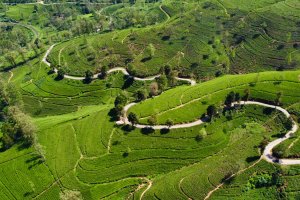 Sri Lanka: vista aérea de las plantaciones de té de Nuwara Eliya