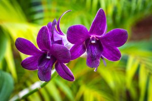 Sri Lanka: orquídea Dendrobium púrpura en el Real Jardín Botánico de Peradeniya