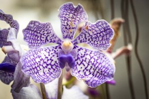 Sri Lanka: orquídea Vanda azul en el Real Jardín Botánico de Peradeniya