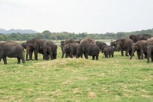 Sri Lanka: gran manada de elefantes asiáticos en el Parque Nacional Minneriya junto al lago