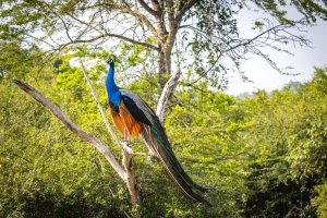 Sri Lanka: pavo real en el Parque Nacional de Yala durante un safari