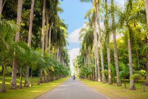 Sri Lanka: Jardín Botánico Real de Peradeniya, cerca de Kandy