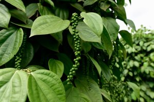 Sri Lanka: planta de pimienta negra con bayas verdes
