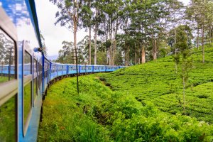 Sri Lanka: tren entre las plantaciones de té del distrito de Nuwara Eliya