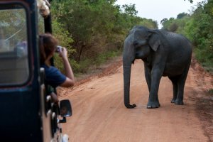Sri Lanka: elefante en la carretera durante un safari en el Parque Nacional Yala
