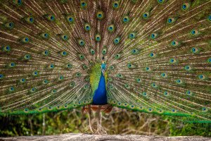 Sri Lanka: retrato de un pavo real en el Parque Nacional Yala