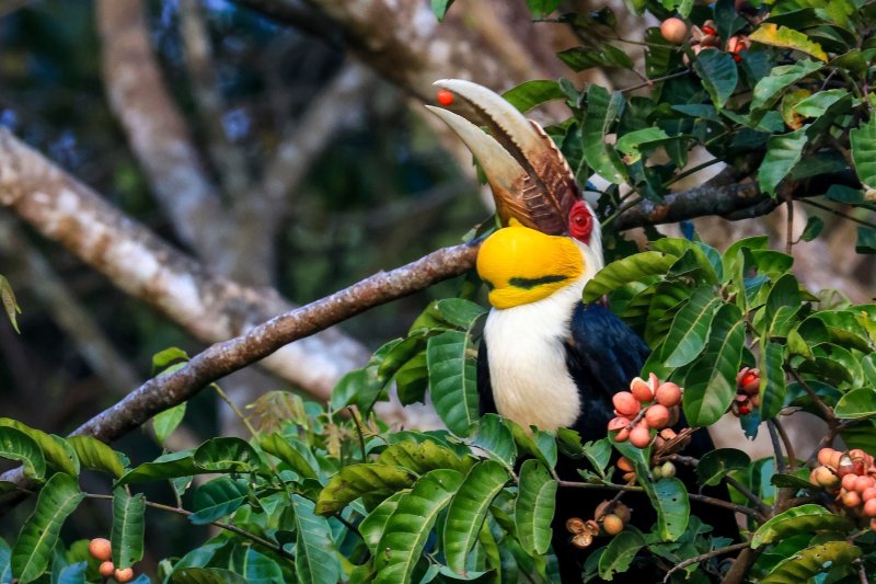 Tailandia: fauna salvaje del Parque Nacional Khao Yai con un cálao bicorne