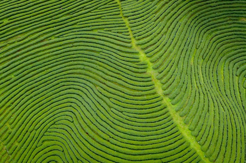 Tailandia: plantaciones de té en las montañas de Chiang Rai