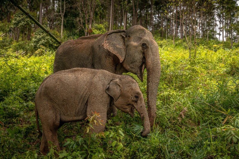 Tailandia: elefantes de Chiang Mai en el norte del país
