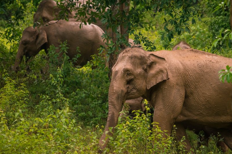 Tailandia: manada de elefantes en el Parque Nacional de Kui Buri