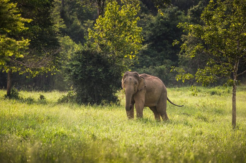 Tailandia: elefantes salvajes en el Parque Nacional de Kui Buri