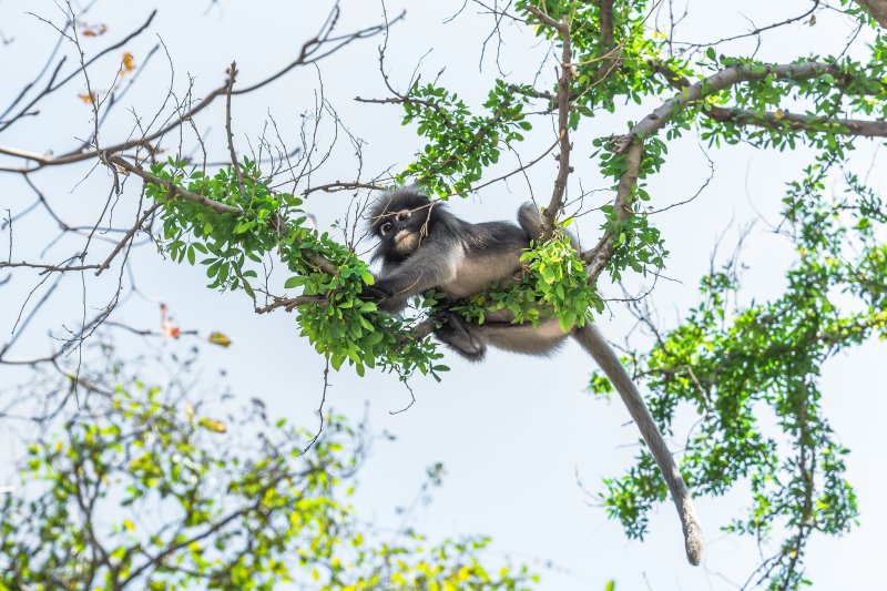 Tailandia: un langur de anteojos alimentándose en el Parque Nacional Marino Khao Sam Roi Yot