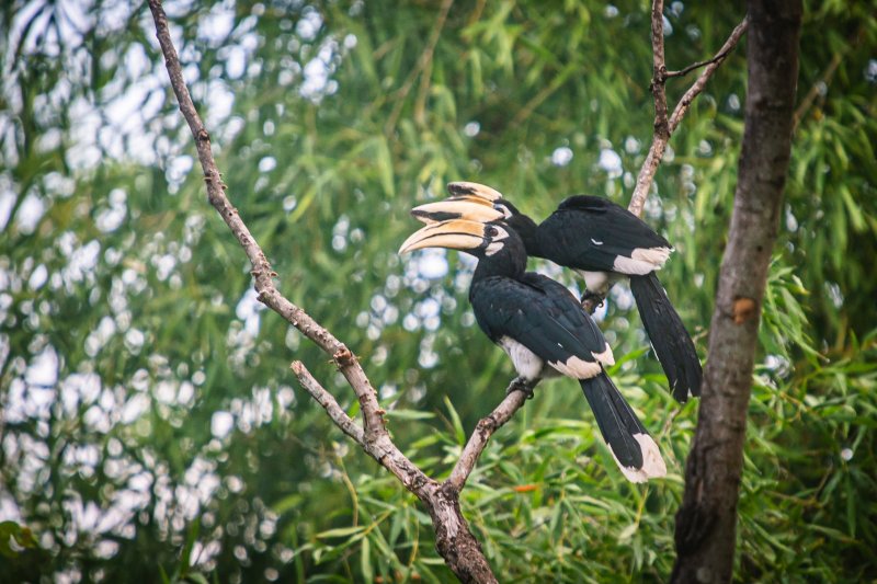 Tailandia: una pareja de cálaos en el Parque Nacional de Kui Buri