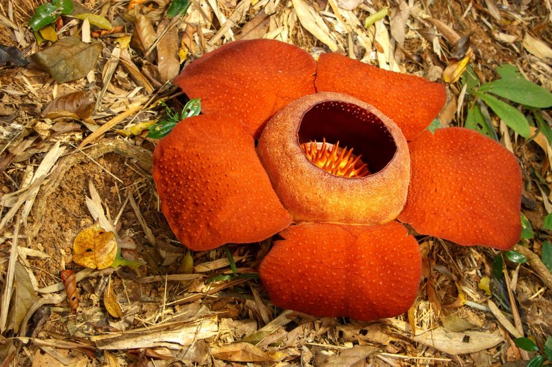 Tailandia: la flor Rafflesia en el Parque Nacional Khao Sok, Surat Thani