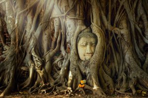Tailandia: cabeza de Buda entre raíces en el templo Mahathat de Ayutthaya