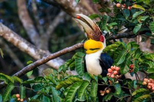 Tailandia: fauna salvaje del Parque Nacional Khao Yai con un cálao bicorne