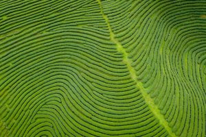 Tailandia: plantaciones de té en las montañas de Chiang Rai
