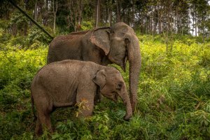 Tailandia: elefantes de Chiang Mai en el norte del país
