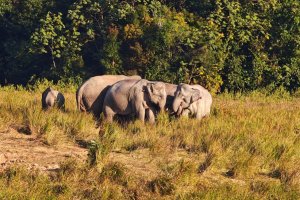 Tailandia: manada de elefantes salvajes en el Parque Nacional Khao Yai