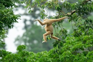 Tailandia: una madre gibón con su cría en el Parque Nacional Khao Yai