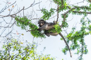 Tailandia: un langur de anteojos alimentándose en el Parque Nacional Marino Khao Sam Roi Yot