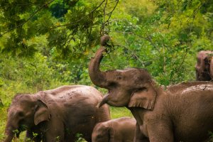 Tailandia: manada de elefantes en el parque nacional Kui Buri