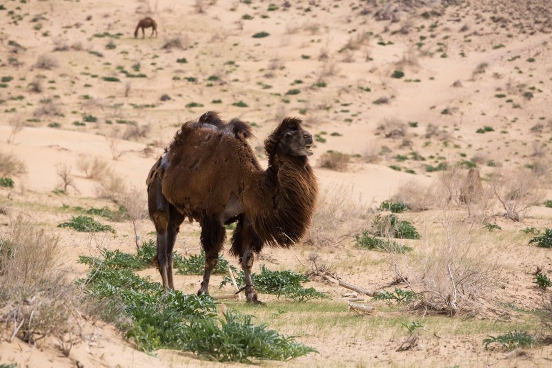 Uzbekistán: camellos en el desierto de Kyzylkum