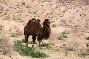 Uzbekistán: camellos en el desierto de Kyzylkum