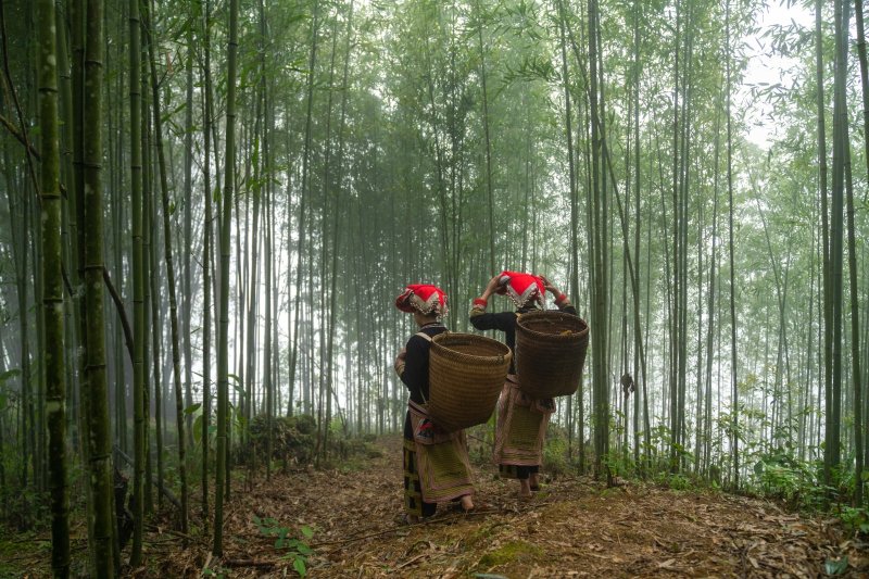 Vietnam: terrazas de arroz en Y Linh Ho, valle de Ta Van en Sapa
