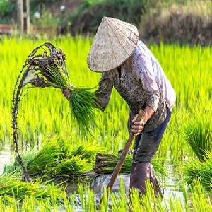Vietnam