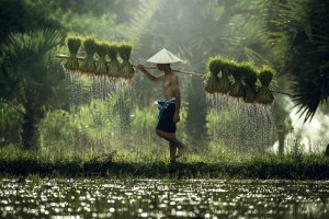Vietnam: agricultores en los arrozales
