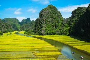 Vietnam: campos de arroz junto al río Ngo Dong en Ninh Binh