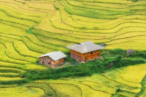 Vietnam: cosecha en los arrozales en terrazas de Sapa