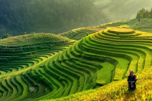 Vietnam: terrazas de arroz de Mu Cang Chai, Sapa